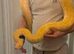 Male pearl Burmese