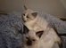 Beautiful ragdoll kittens