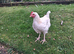 Sussex cockerel