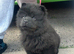 Last 2 girl chows £1000