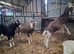 Wether Goats
