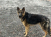 Good dog 15 months old must be good home