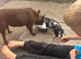 Kune kune
