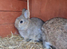 Bunnies for sale