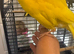 Stunning tame baby Kakarikis