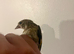 Baby Goldfinch for sale