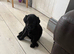 Chunky black labrador puppies for sale