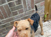 Lakeland terrier