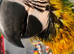 Miligold Macaw