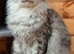 Maine Coon cat Stud services only