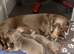 KC registered lilac MINATURE dachshunds