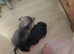 2 male frugs
