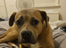 3 year old cross breed