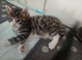 Main coon bengal cross boy 10 weeks