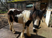 Gorgeous 14.2hh Piebald Gelding – 1 Year Old