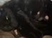 4 Beautiful mix breed kittens