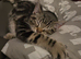 Male kitten