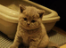 Brithish shorthair kittens