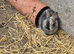 Netherland Dwarf Babies