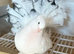 Indian fantails