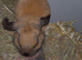 Beautiful Mini Lop Kits