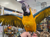 Super tame  and talking Blue and gold macaw baby 15 weeks old