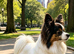 Kc reg proven Papillon at stud