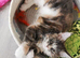 2 Maincoon Cat
