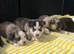 Pomsky puppy’s