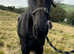 KFPS Friesian Broodmare - In Foal