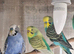 Budgies for sale.