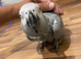 Hand tame African grey parrot kivi