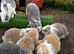 Pure bred French lops ready to leave
