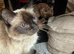 RAGDOLL MIX KITTENS