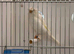 White Lancashire male canary