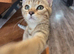 Pixie bob mixed kittens