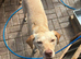 Female Labrador