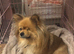 Pomeranian puppy&rsquo;s &pound;600