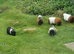 looking to give a guinea pig(s) a new forever 5* home.