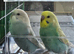 Baby budgies