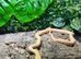 Hybino Everglades Rat Snake