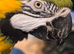 BLUE & GOLD MACAW
