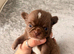 Chihuahua puppies
