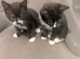 four beautiful kittens