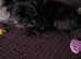 Cute female chorkie