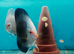 Homebred young Discus.