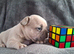 French bulldog pups (kc reg )