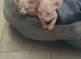 Two kittens for sale
