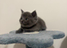 Ragdoll Cross x BSH/Scottish Fold Kitten