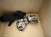 6 puppy&rsquo;s one is chocolate merle very rare